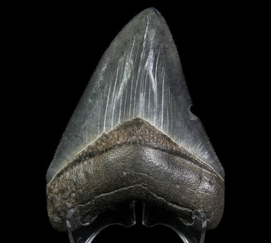 Serrated, Fossil Megalodon Tooth - Georgia #66087
